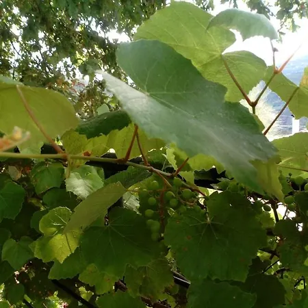 Casa Da Carvalheira Dom wakacyjny