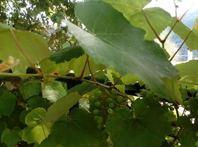 Casa Da Carvalheira Hébergement de vacances